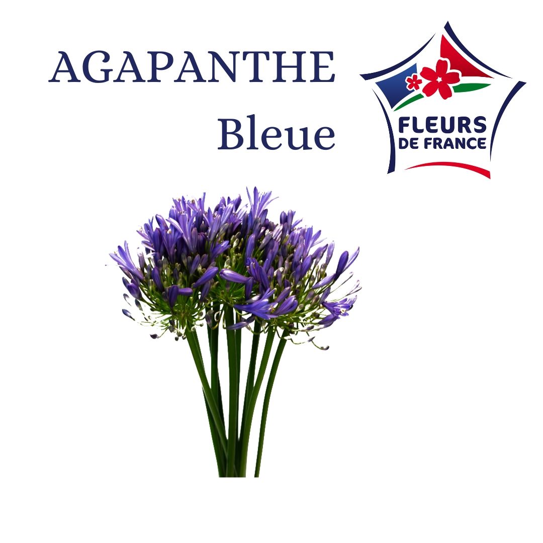 AGAPANTHE BLEUE DU VAR FDF (FR)